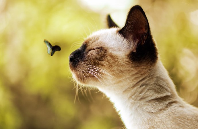 点击大图看下一张：高贵帅气的暹罗猫图片