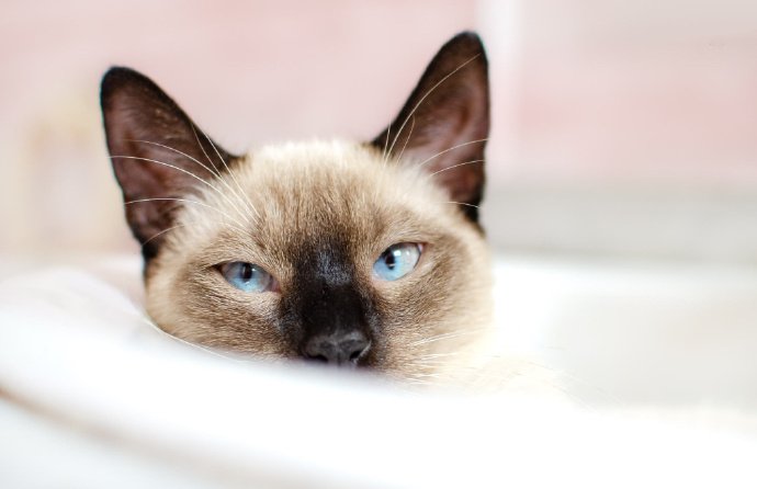 点击大图看下一张：高贵帅气的暹罗猫图片