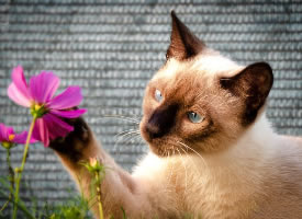 高贵帅气的暹罗猫图片