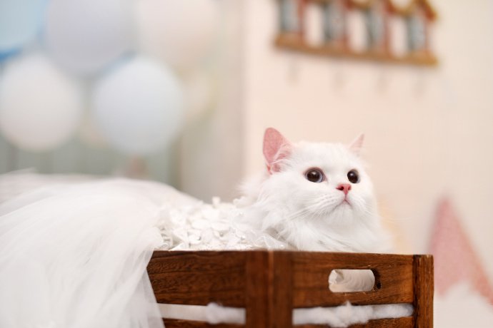 点击大图看下一张：一只貌美的白色猫咪图片