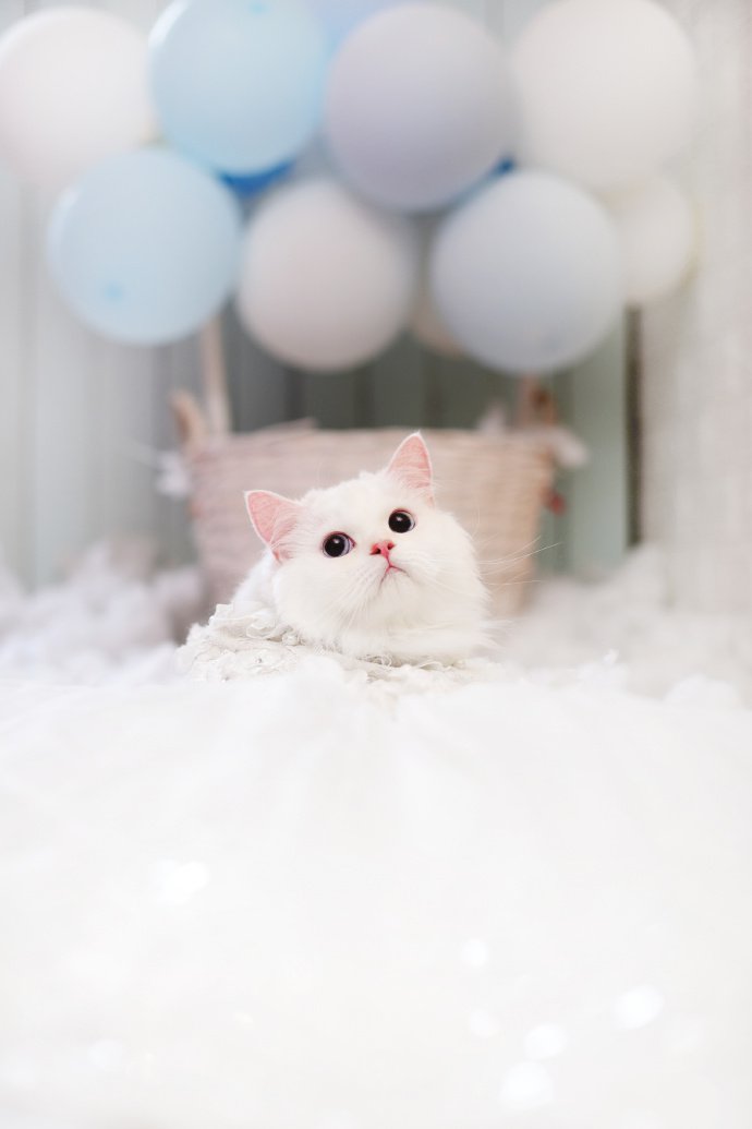 点击大图看下一张：一只貌美的白色猫咪图片