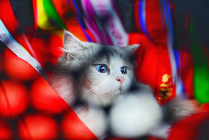 点击大图看下一张：一组可爱的布偶猫图片