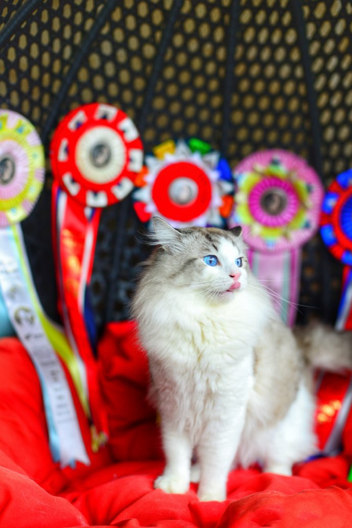 点击大图看下一张：一组可爱的布偶猫图片