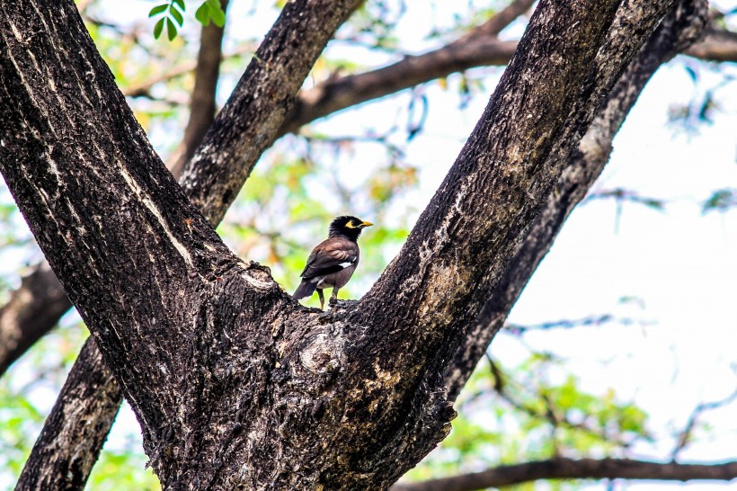 点击大图看下一张：小巧可爱的的八哥图片