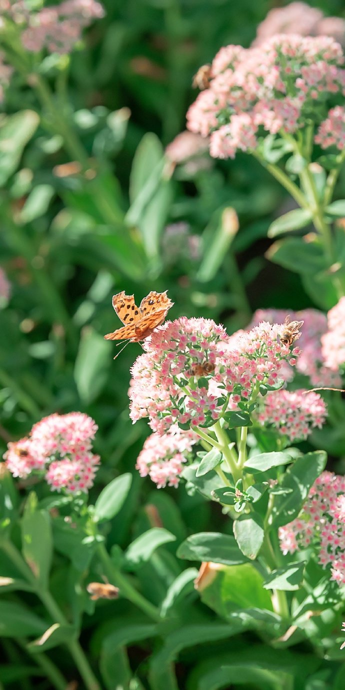 点击大图看下一张：一组粉色花花上的花蝴蝶图片