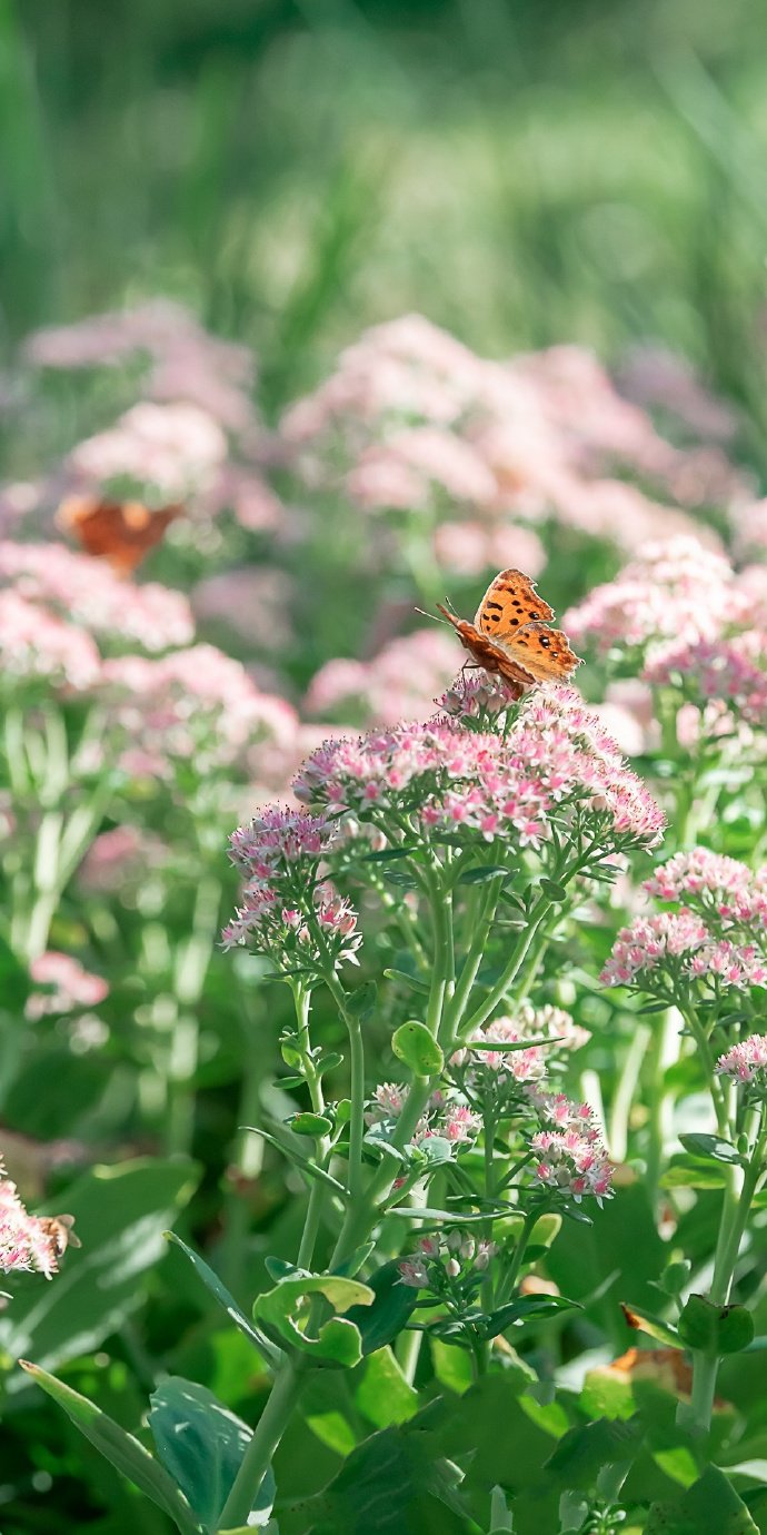 点击大图看下一张：一组粉色花花上的花蝴蝶图片