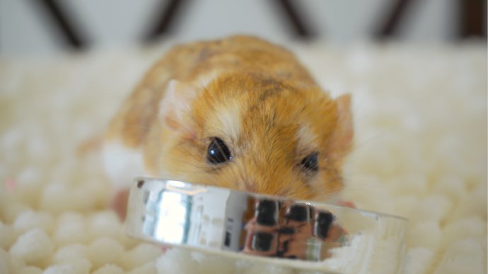 点击大图看下一张：一组娇小可爱的小仓鼠图片