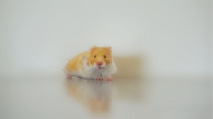 点击大图看下一张：一组娇小可爱的小仓鼠图片