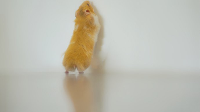 点击大图看下一张：一组娇小可爱的小仓鼠图片