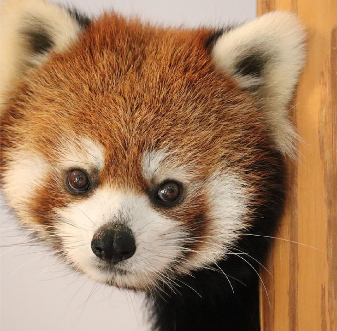 点击大图看下一张：一组眼神超可爱超萌的小熊猫图片