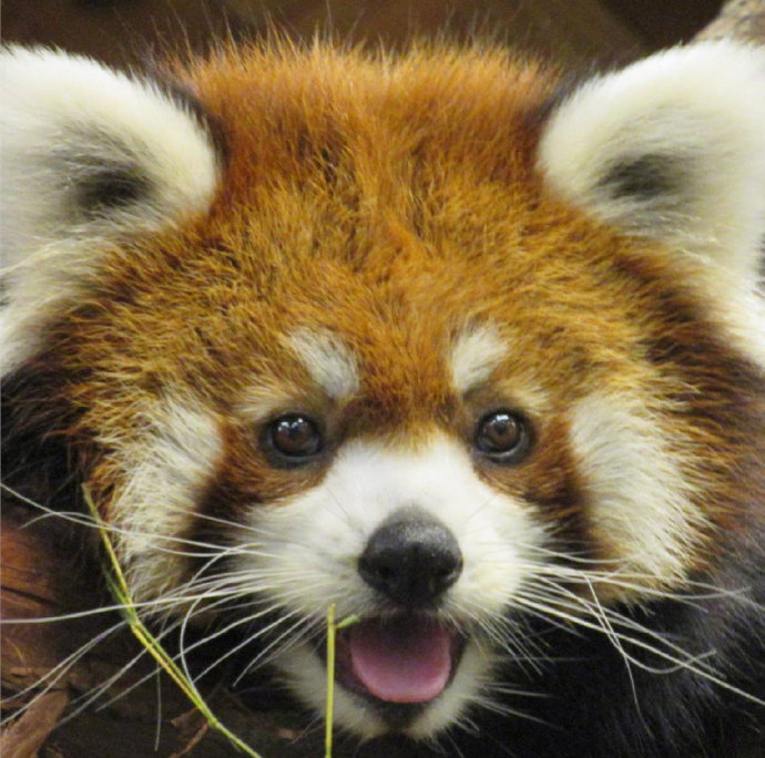 点击大图看下一张：一组眼神超可爱超萌的小熊猫图片