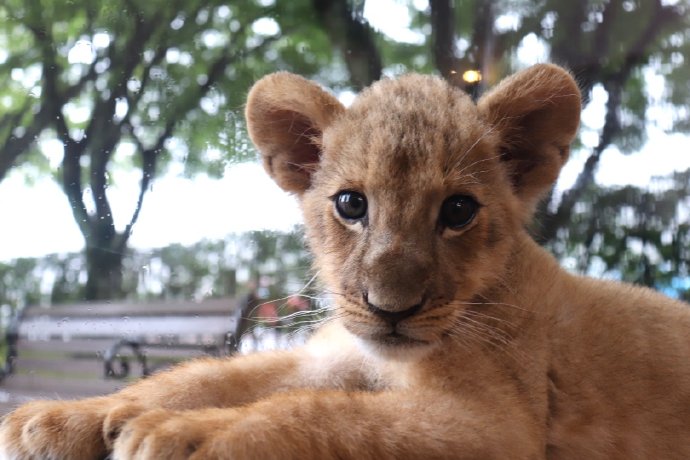 点击大图看下一张：一组超可爱超萌的狮子幼崽图片