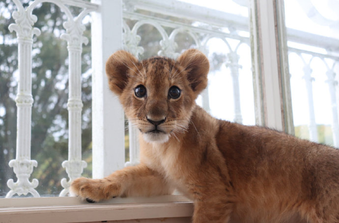 点击大图看下一张：一组超可爱超萌的狮子幼崽图片