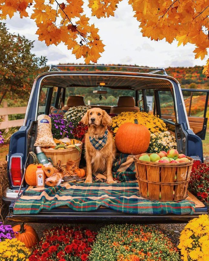 点击大图看下一张：迷人的秋色，幸福的狗狗