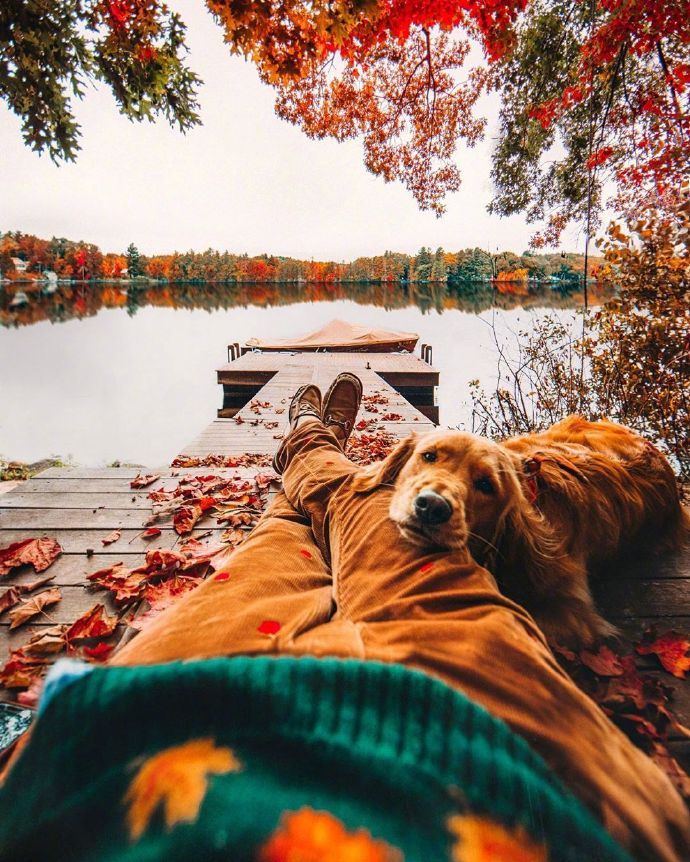 点击大图看下一张：迷人的秋色，幸福的狗狗