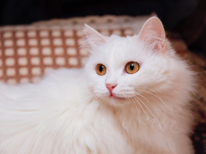 点击大图看下一张：像公主一样漂亮的白色波斯猫
