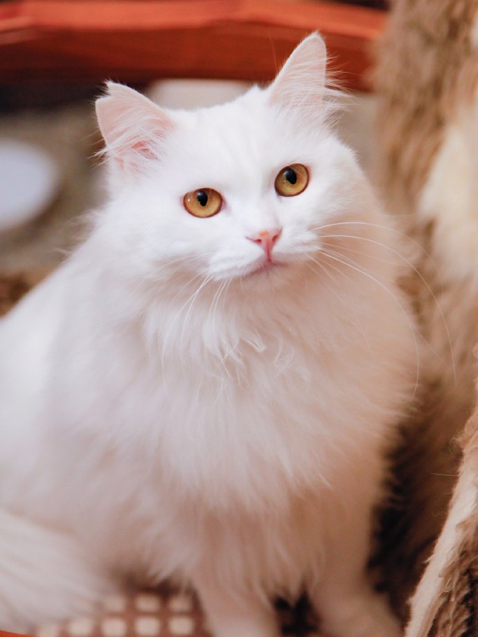 点击大图看下一张：像公主一样漂亮的白色波斯猫
