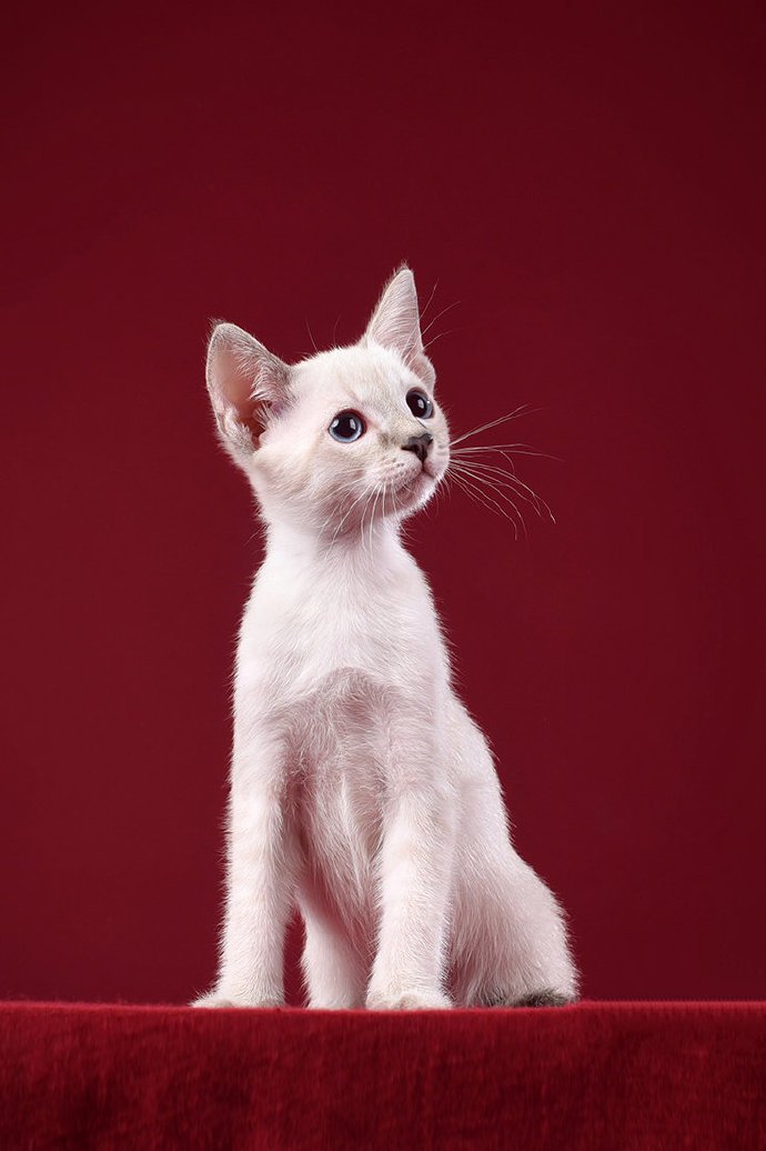 点击大图看下一张：一群机灵可爱暹罗小猫图片