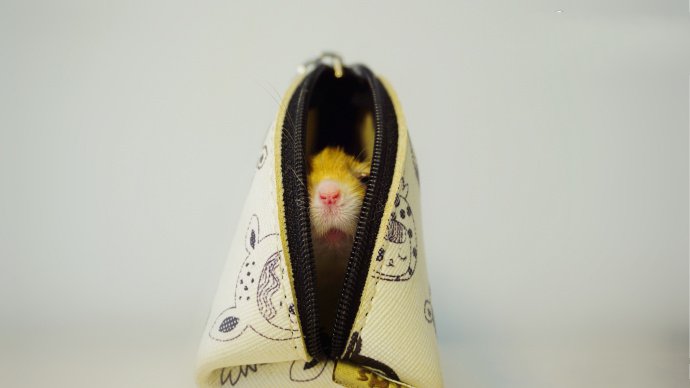点击大图看下一张：喜欢藏起来的小仓鼠图片