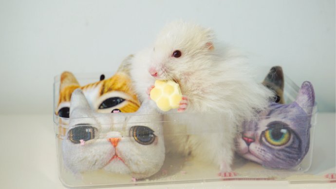 点击大图看下一张：在猫猫玩具里的小仓鼠图片