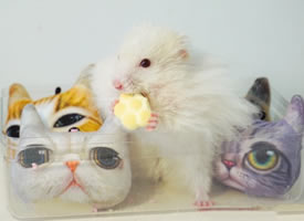 在猫猫玩具里的小仓鼠图片