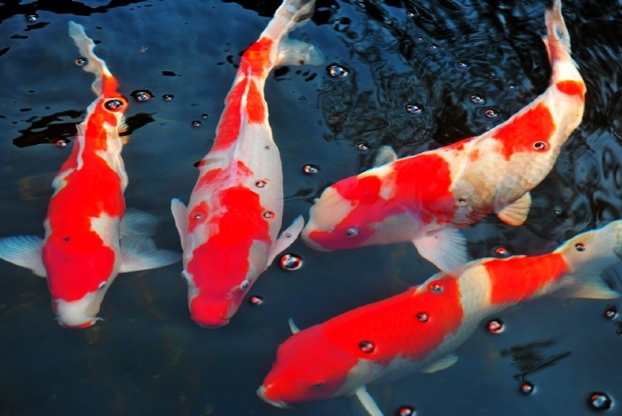 点击大图看下一张：一组漂亮的红色锦鲤摄影图片