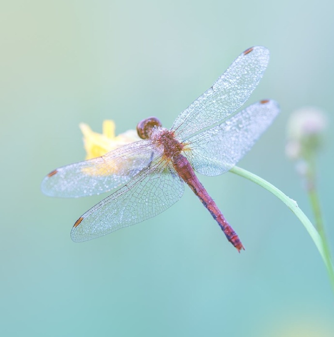 点击大图看下一张：一组花枝上美丽的蜻蜓图片