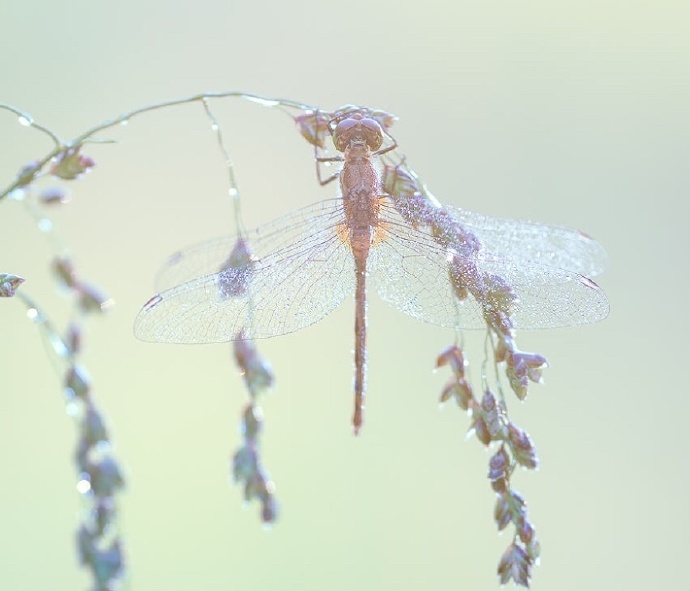 点击大图看下一张：一组花枝上美丽的蜻蜓图片