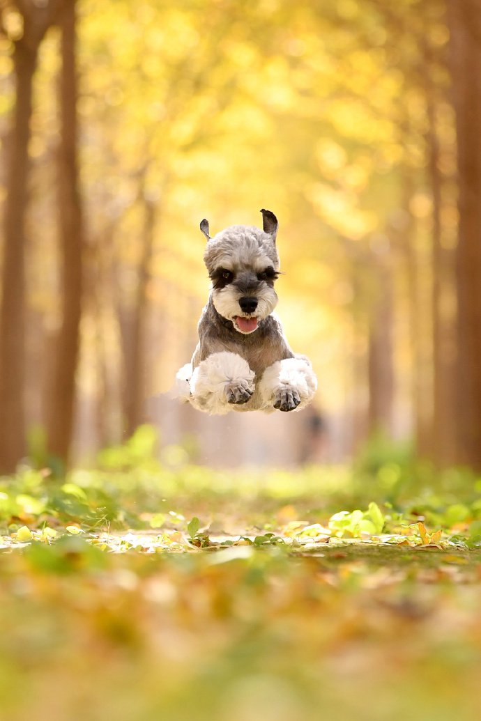 点击大图看下一张：一组飞奔起来的狗狗图片