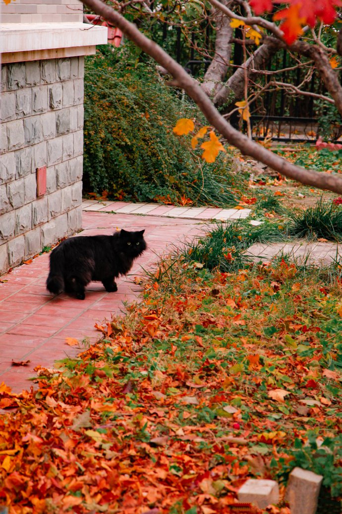 点击大图看下一张：秋日里的小黑猫