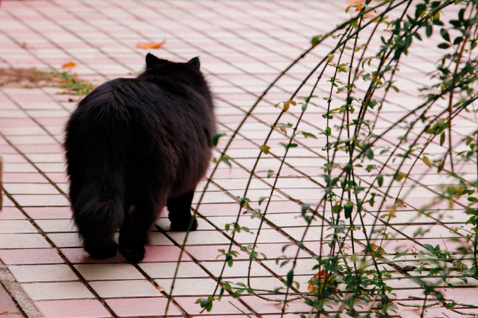 点击大图看下一张：秋日里的小黑猫