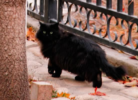 秋日里的小黑猫