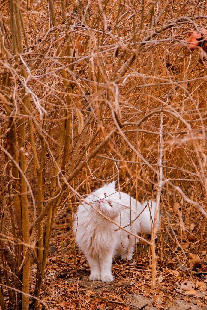 点击大图看下一张：一只气宇轩昂的小白猫