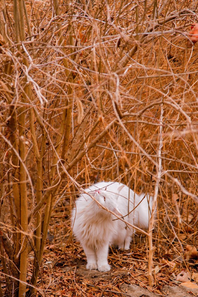 点击大图看下一张：一只气宇轩昂的小白猫