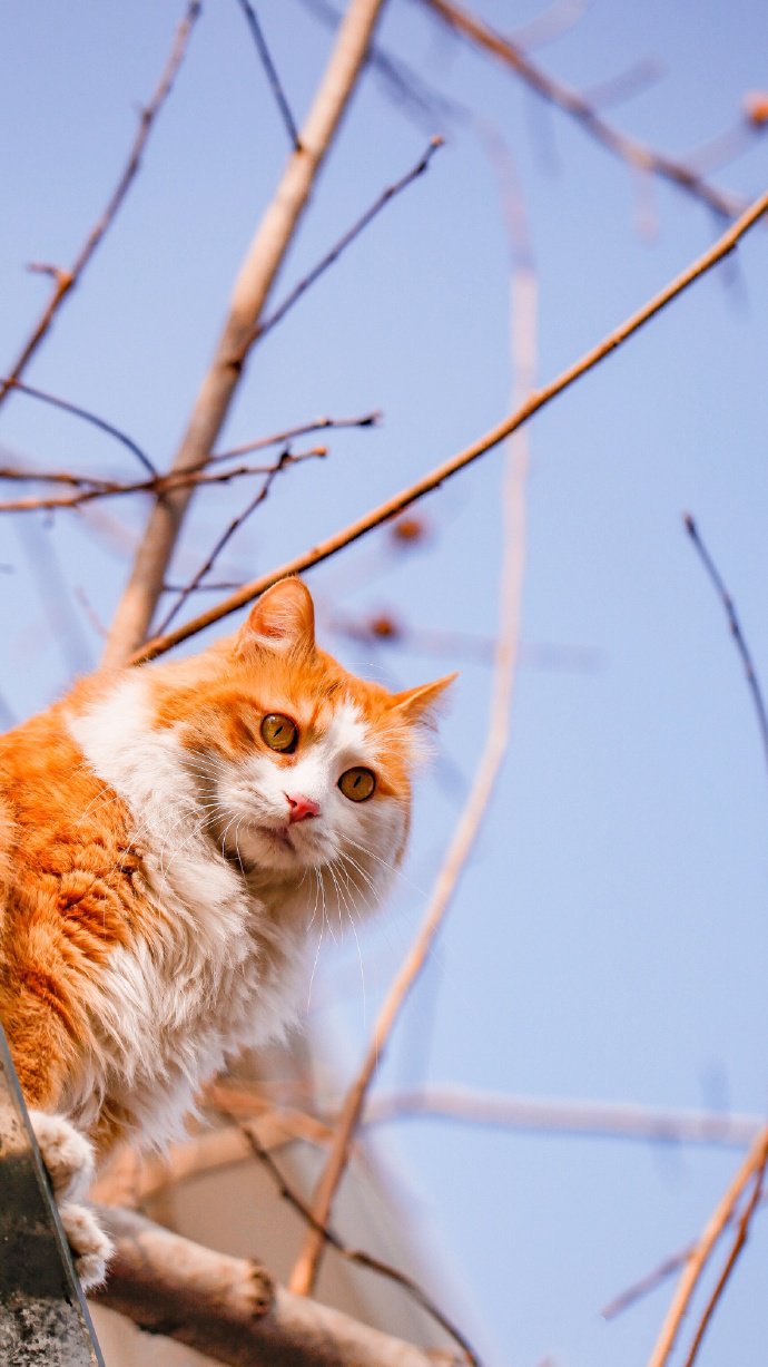 点击大图看下一张：一组爱攀爬的猫猫图片