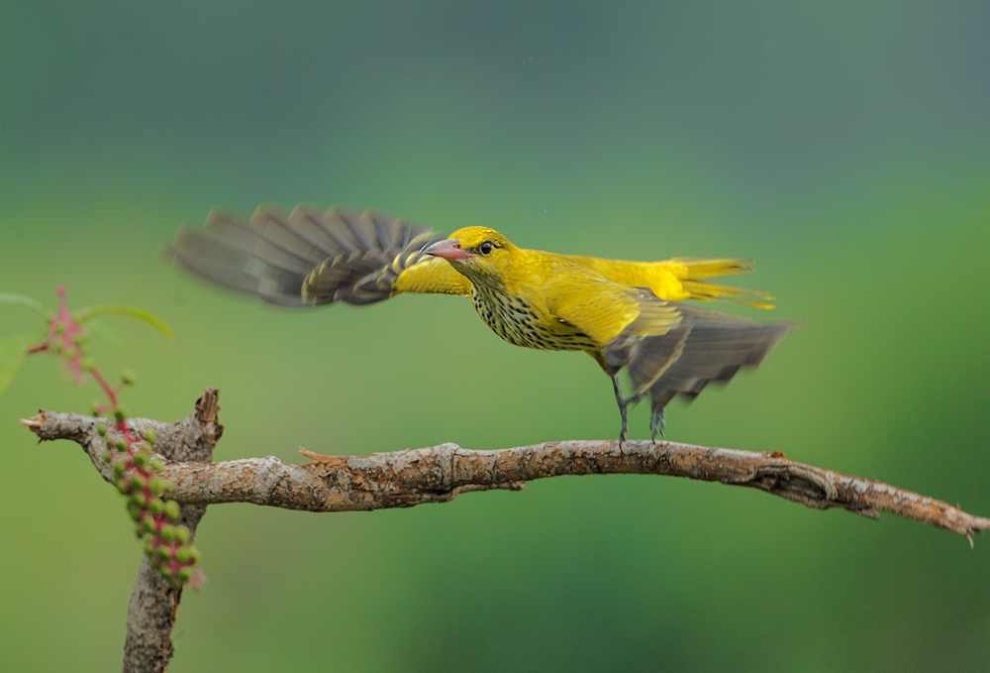 点击大图看下一张：黄鹂鸟高清摄影图片