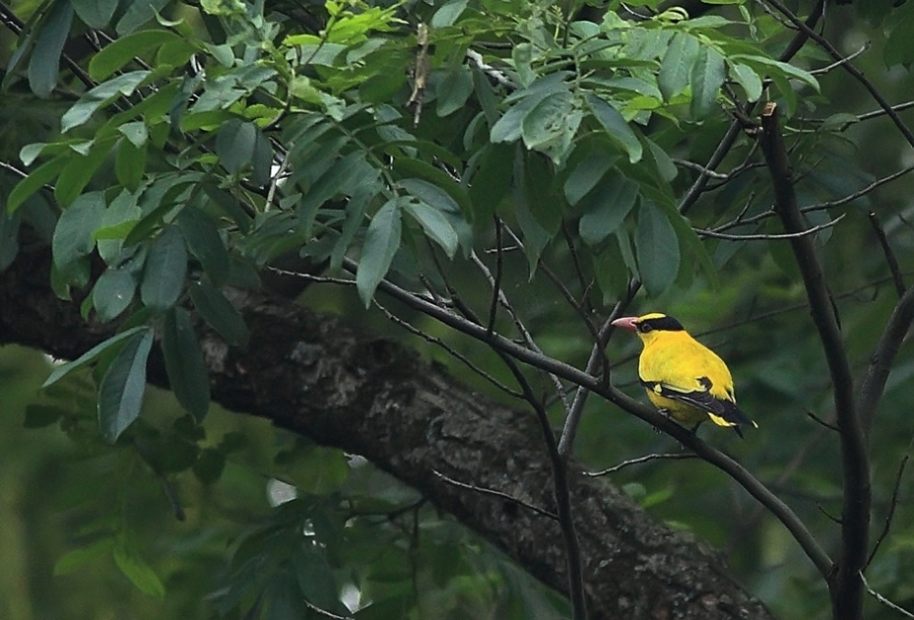 点击大图看下一张：黄鹂鸟高清摄影图片