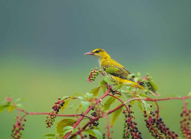 黄鹂鸟高清摄影图片