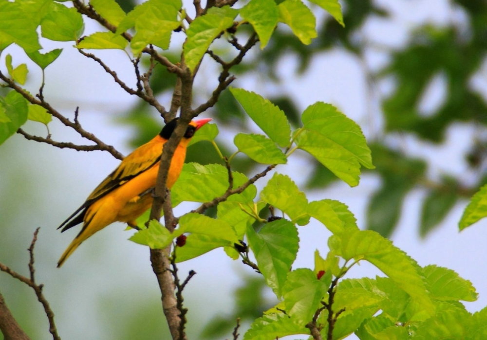 点击大图看下一张：绿叶树枝头的黄鹂鸟图片