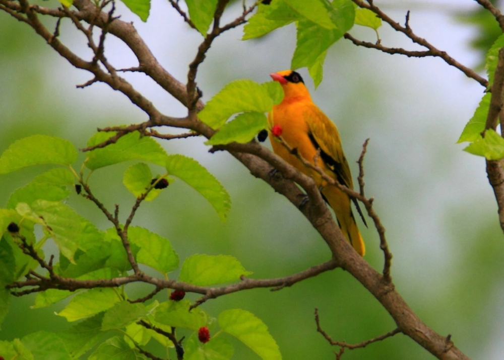 点击大图看下一张：绿叶树枝头的黄鹂鸟图片