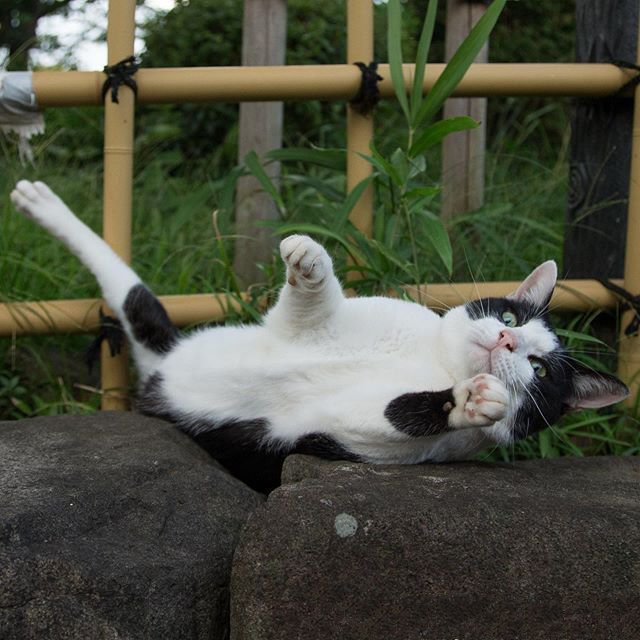 点击大图看下一张：练习猫猫拳的淘气猫咪图片