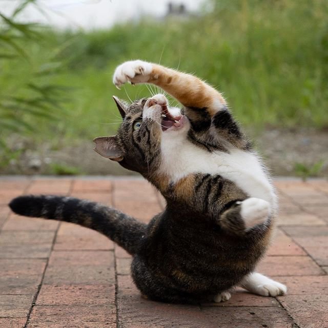 点击大图看下一张：练习猫猫拳的淘气猫咪图片