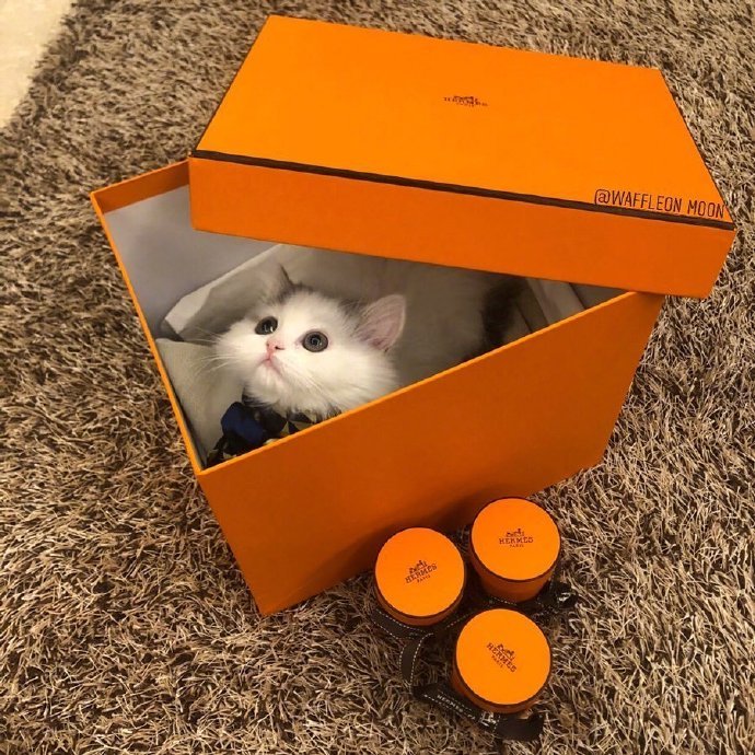 点击大图看下一张：装进盒子里的小萌猫