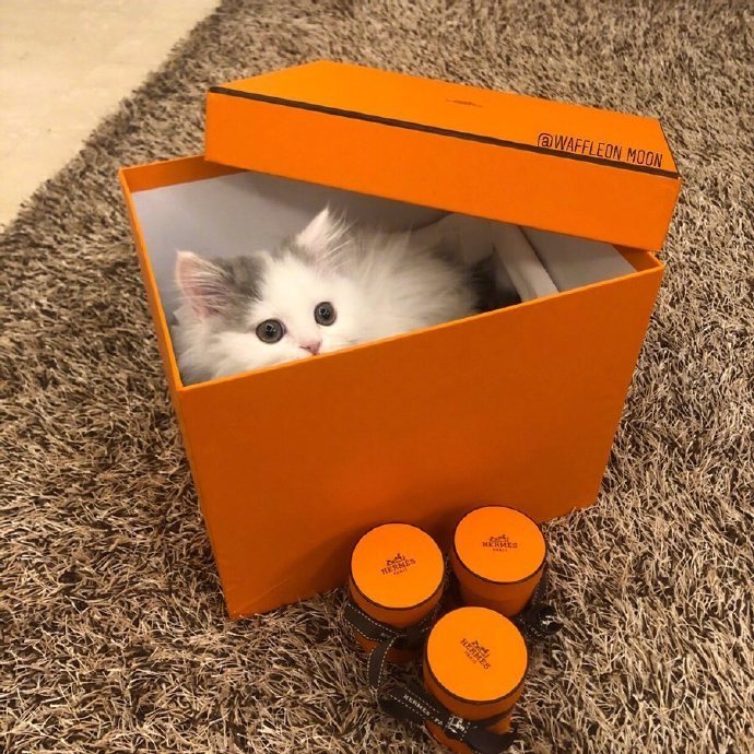 点击大图看下一张：装进盒子里的小萌猫