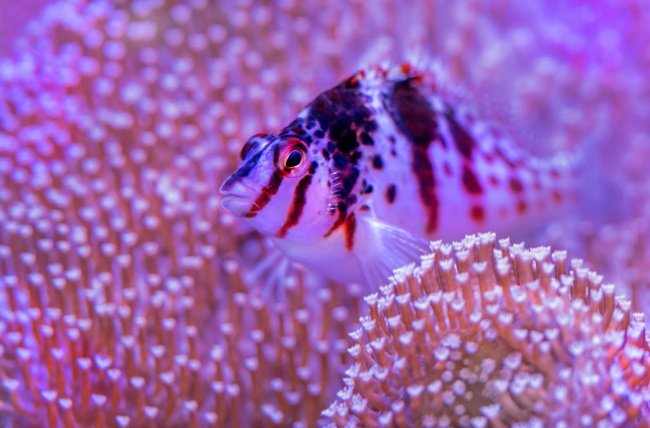 点击大图看下一张：美丽的深海观赏鱼图片