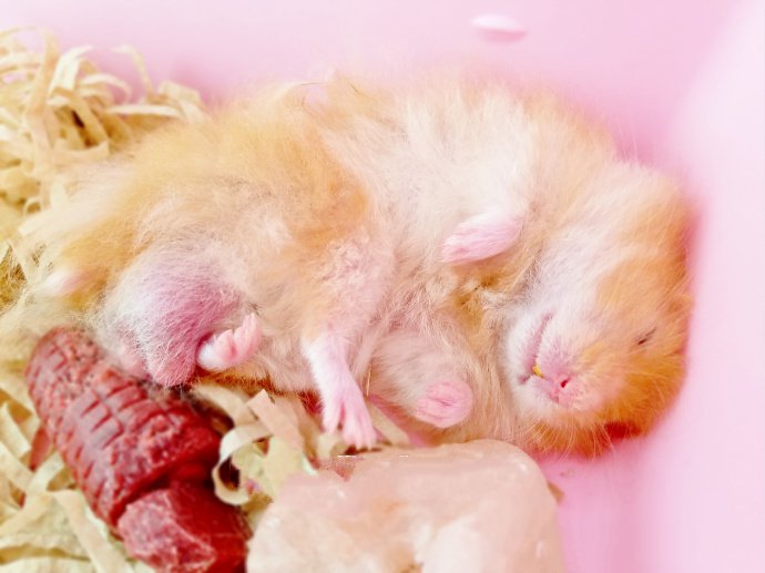 点击大图看下一张：一组超小只可爱的小仓鼠图片