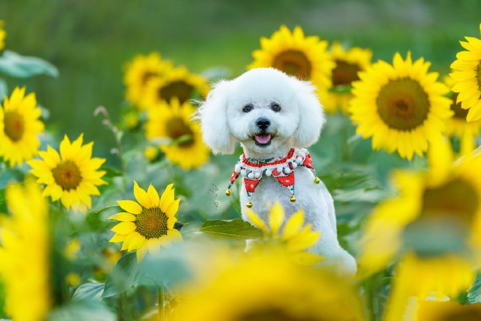 点击大图看下一张：一组向日葵里超乖的贵宾犬图片