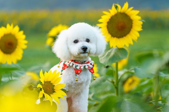 点击大图看下一张：一组向日葵里超乖的贵宾犬图片