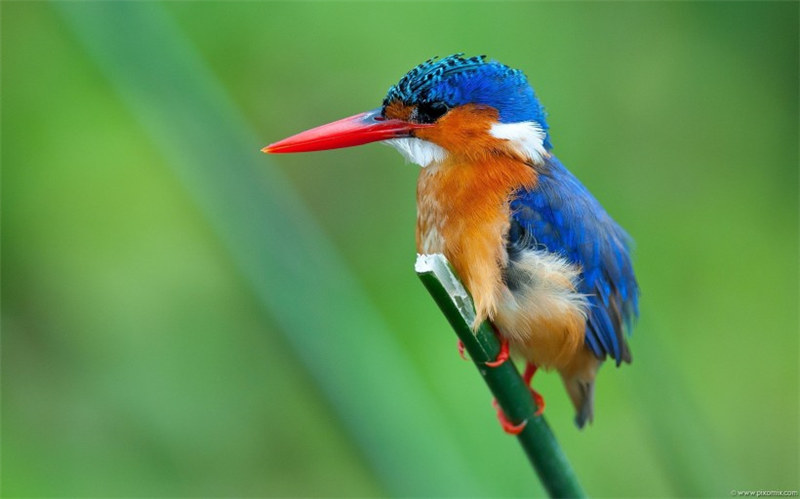 点击大图看下一张：可爱翠鸟高清动物图片