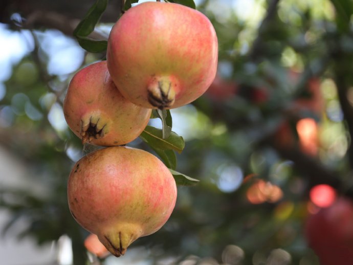 点击大图看下一张:一组胡同里的石榴图片欣赏